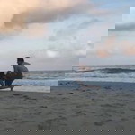 Gù Nười profile icon