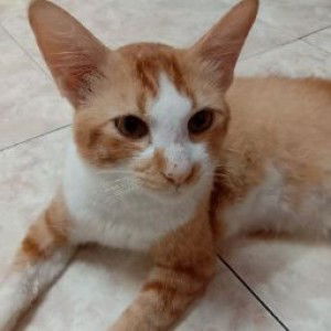 Nur Fatanah profile icon