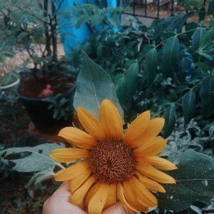 Nur Hikmah profile icon