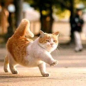 kinasih profile icon