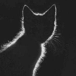 Ummu Kayyis profile icon