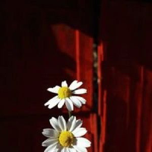 Sulvia Via profile icon