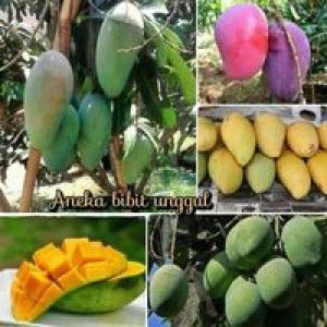 Binti Faiz profile icon