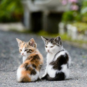 Rozeflinda Heryana profile icon