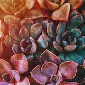 Eja Herman profile icon