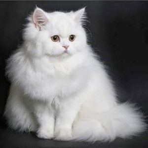 Norhayati Subagiyo profile icon