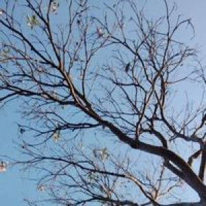 Vheni Maulani profile icon