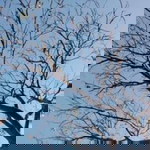 Vheni Maulani profile icon