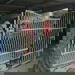 Nissa Salleh profile icon