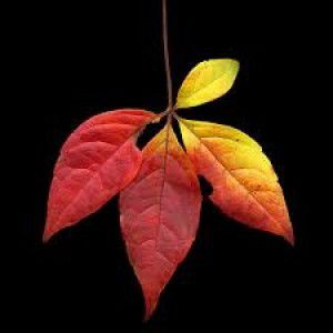 Asti Muninggar profile icon