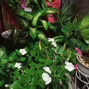 Al Khaira Ramadhani profile icon