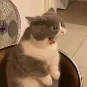 Pattarawadee Tumboonna profile icon