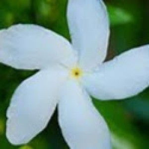 aldiana elf profile icon