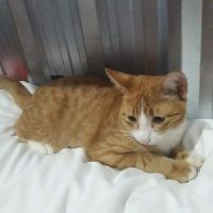 Adisorn Muenchit profile icon