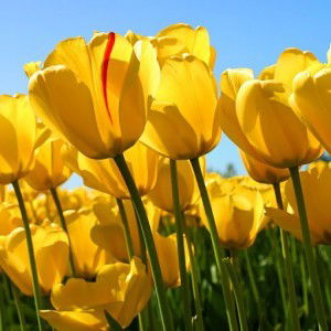 anastasia khikhi profile icon