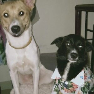 Hachi Skyler profile icon