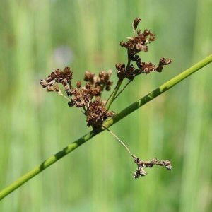 Sanghamitra Das profile icon