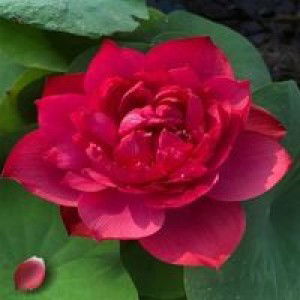 Patty Jipi profile icon