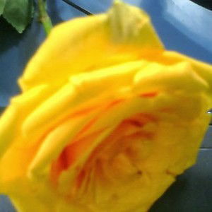 Izma Norsofaniza profile icon