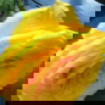 Izma Norsofaniza profile icon