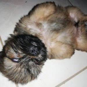 amber the boss profile icon