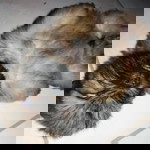 amber the boss profile icon