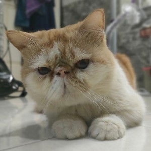 Dinda J profile icon