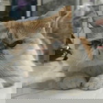 Dinda J profile icon