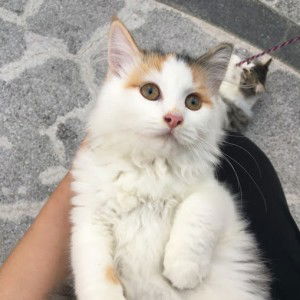 CatWoman profile icon