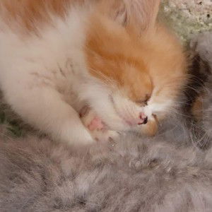 Irma Rezki profile icon