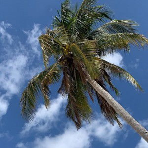 Nunu Lee profile icon