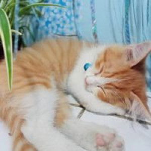 Azzahra Putri profile icon