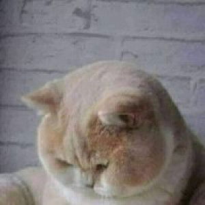 Dwi Putri Sih Panglipur profile icon