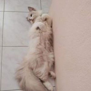 Cik Nurul profile icon