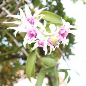 July Indiarti Marsa profile icon