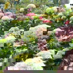 Thia Razimona profile icon