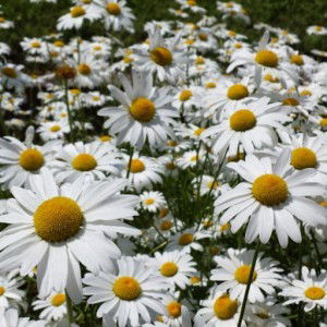 Elissa Teo profile icon