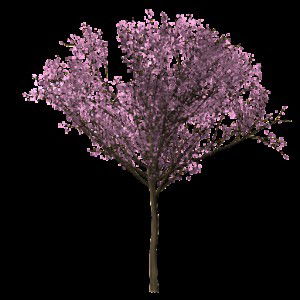 anisa amalia profile icon