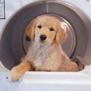 Kanyalak Pawang profile icon