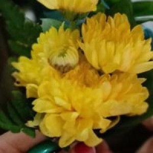 هنيغ فورواتي profile icon