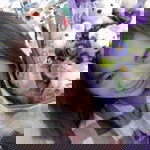 Joyz Nattaphat R. profile icon
