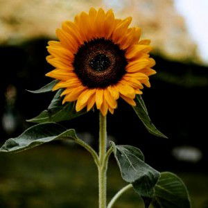 SYANAZ 679 profile icon