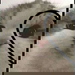 Pa Kin profile icon