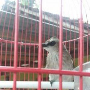 Hobi Mu profile icon