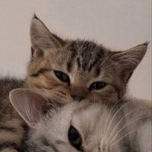 Sabrina Quintos profile icon