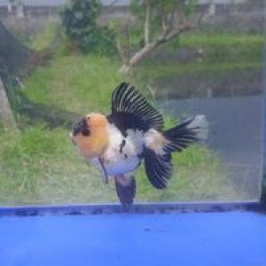 Zuu Koki profile icon