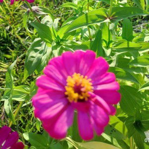 Syamimi Dangerousss profile icon