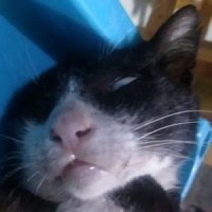 Arin Syahrina Zulfa profile icon