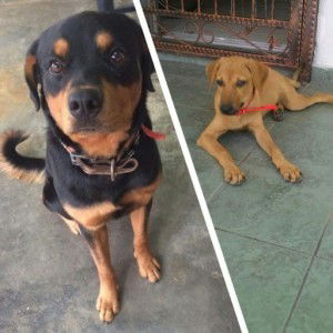 Bavani Girl profile icon