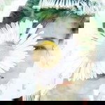 Junior Vang profile icon